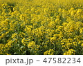 済州島 菜の花 花 47582234