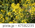 済州島 着 菜の花 47582235