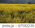 済州島 菜の花 47582236