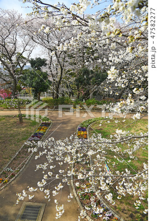 川崎市幸区南加瀬 夢見が崎動物公園の桜 新川崎 川崎市幸区南加瀬 夢見が崎動物公園の桜 新川崎 47582277