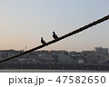 鳩 カップル 漢江 47582650