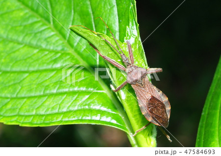 オオトビサシガメ 47584693