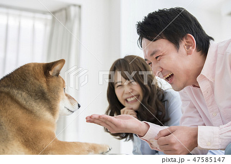 柴犬を飼う夫婦 柴犬を飼う夫婦 47585147