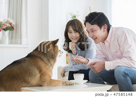 柴犬を飼う夫婦 柴犬を飼う夫婦 47585148