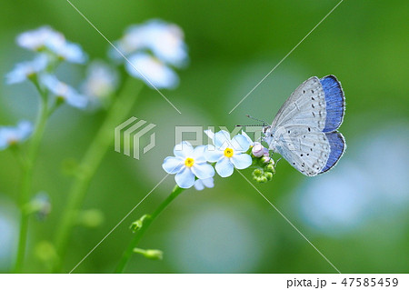 ルリシジミとワスレナグサの花 ルリシジミとワスレナグサの花 47585459