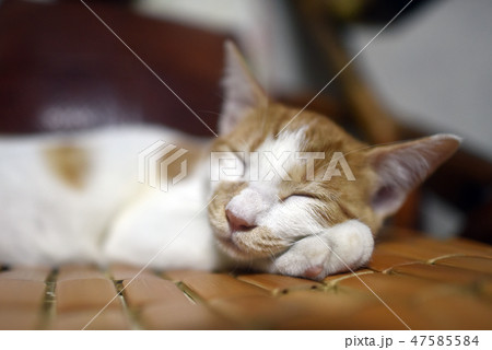 猫 動物 家 47585584