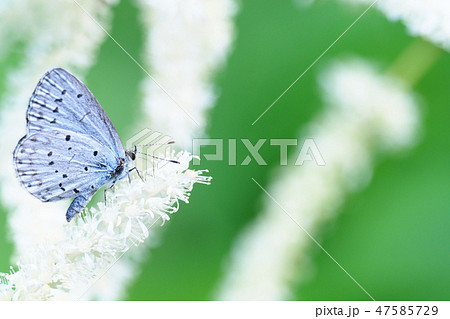 ルリシジミとアカショウマの花 47585729