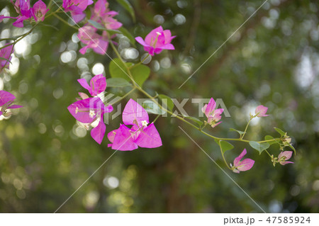 Blooming bougainvillea blur background. Pink magenta flowers. 47585924