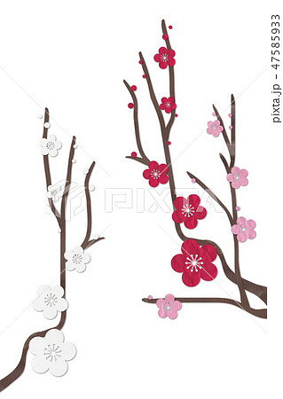 梅の花　紅梅　白梅　ピンク 47585933