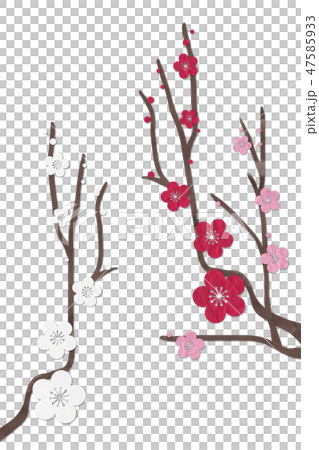 梅の花　紅梅　白梅　ピンク 47585933