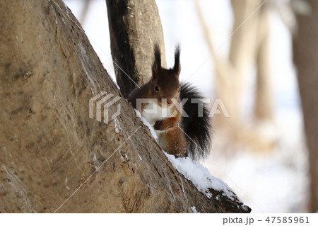 木に登る冬のエゾリス 47585961