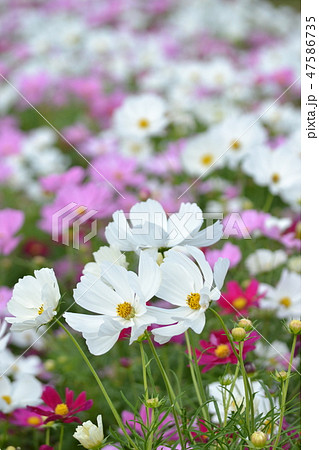 コスモス 47586735