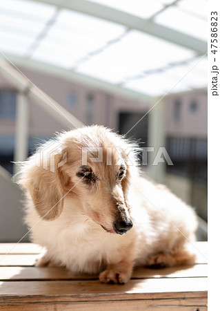 老犬 ダックスフンド 老犬 ダックスフンド 47586823