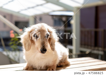 老犬 ダックスフンド 老犬 ダックスフンド 47586825