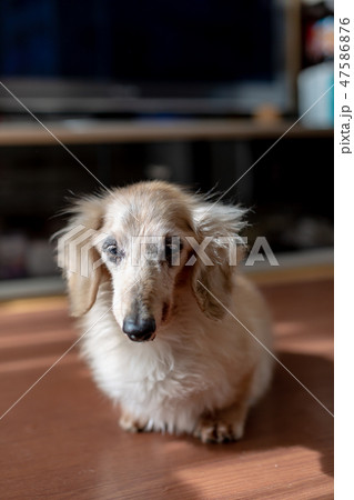 老犬ダックス 47586876