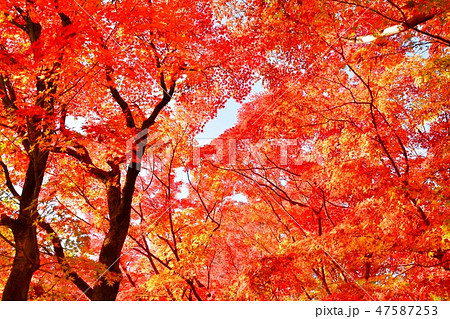 モミジの紅葉 北の丸公園の秋 の写真素材