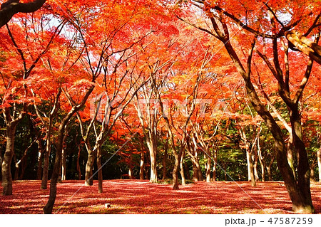 モミジの紅葉 北の丸公園の秋 の写真素材