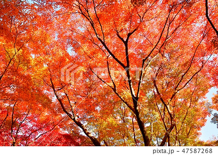 モミジの紅葉 北の丸公園の秋 の写真素材