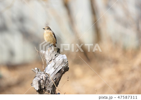 ジョウビタキ ジョウビタキ 47587311