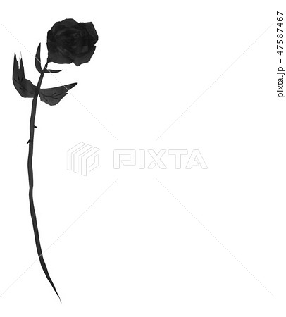 薔薇 水墨画イラスト グレー 手書きのイラスト素材