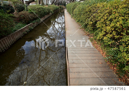 ニヶ領用水宿河原線、冬の情景 47587561