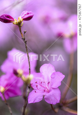 春 風景 花 47587767