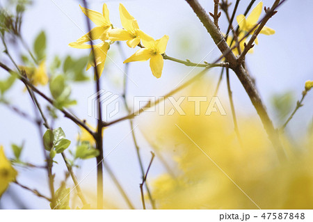 春 花 植物 47587848