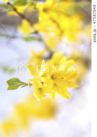 春 花 植物 47587849