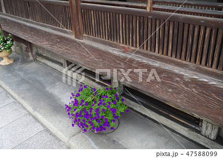 歴史的街並三次町の町家の縁の下の花 歴史的街並三次町の町家の縁の下の花 47588099