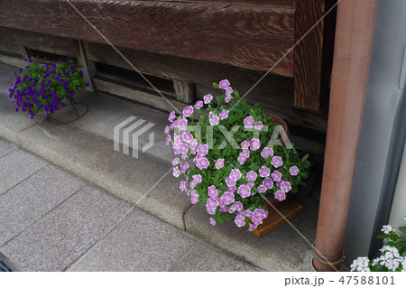 歴史的街並三次町の町家の縁の下の花 歴史的街並三次町の町家の縁の下の花 47588101