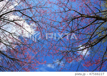 庭 庭園 ガーデン 47588227