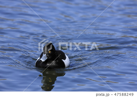 キンクロハジロ キンクロハジロ 47588249