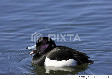 キンクロハジロ キンクロハジロ 47588251