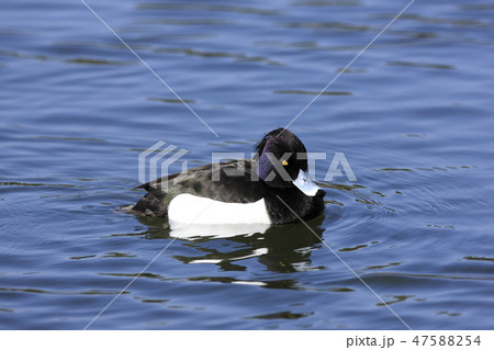 キンクロハジロ 47588254