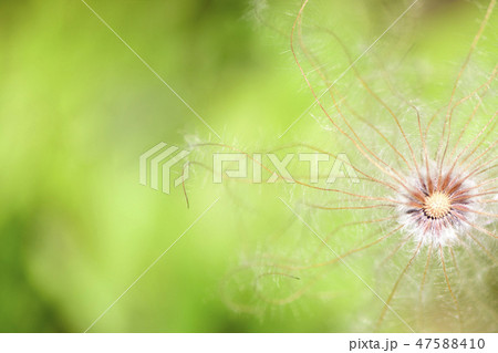 春 花 植物 47588410
