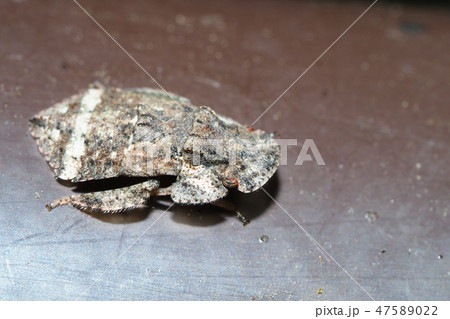 ミミズクの幼虫（昆虫） 47589022