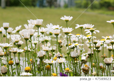花 花壇 菊 47589023
