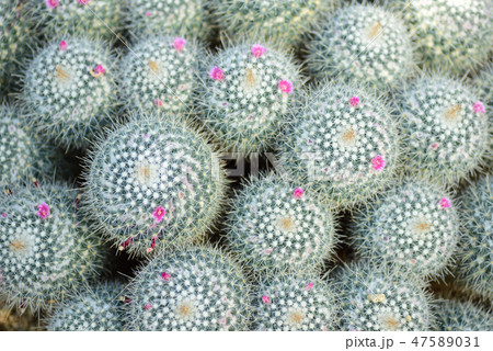 サボテンの花 47589031