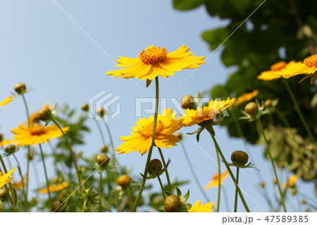 グムギェグク 花 植物 47589385