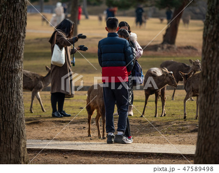 奈良公園 47589498