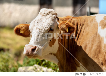 Curious brown and white cow looking at camera 47589745