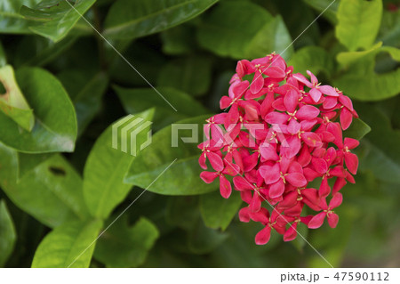 Pink flowers on green leaves background. 47590112
