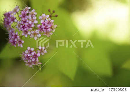 春 花 植物 47590308