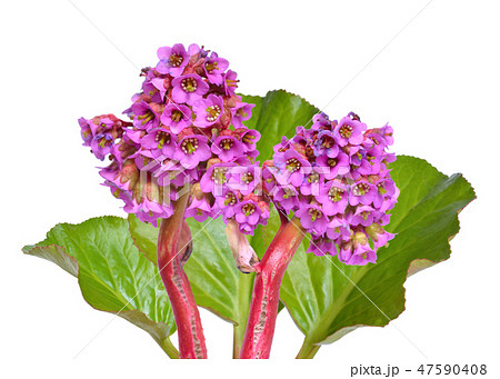 Bergenia crassifolia.  47590408