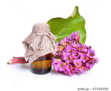 Bergenia crassifolia.  47590409