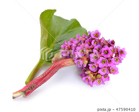 Bergenia crassifolia 47590410