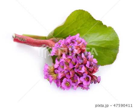 Bergenia crassifolia 47590411