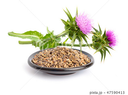 Milk thistle flowers with seeds. 47590413