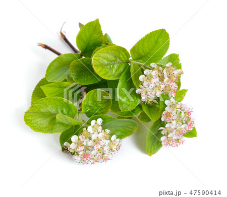 Aronia melanocarpa, called the black chokeberry 47590414