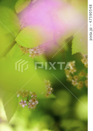 春 花 植物 47590548